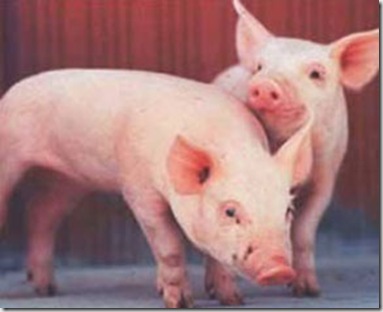 chanchos290 chanchos290