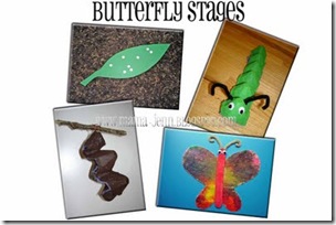 butterfly stages