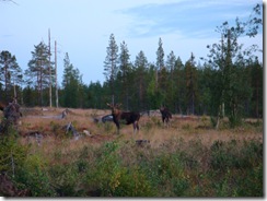 Älgar vid vägen (k)