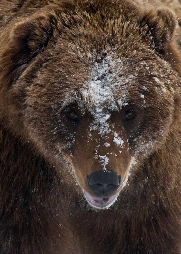 A bear in winter near Anchorage, Alaska.