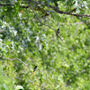 Ruby-throated Hummingbirds      male