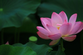 Lotus14