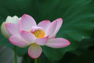 Lotus18