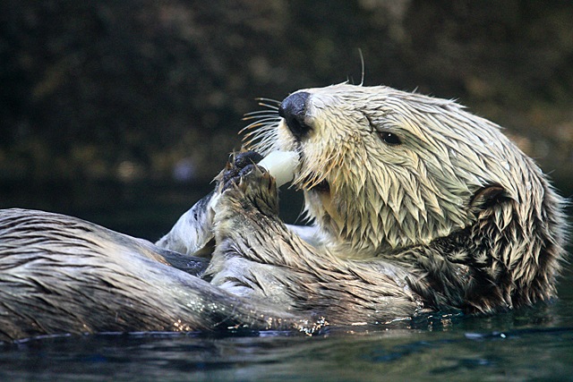 Sea otter333