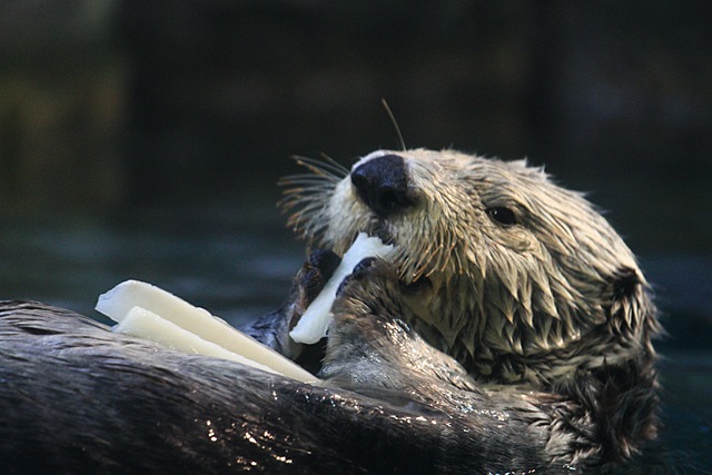 Sea otter356
