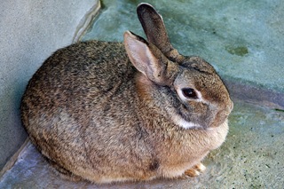 Rabbit14
