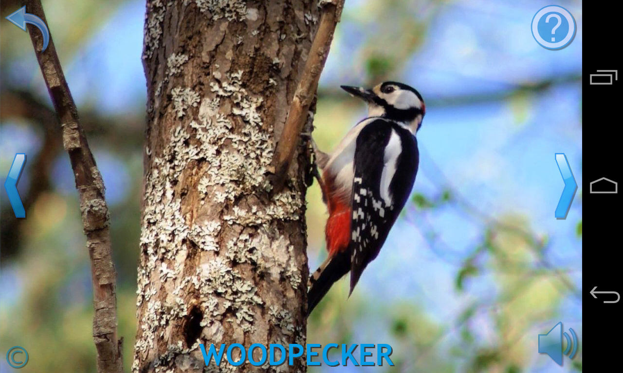 Kids Learn About Animals Android Apps on Google Play