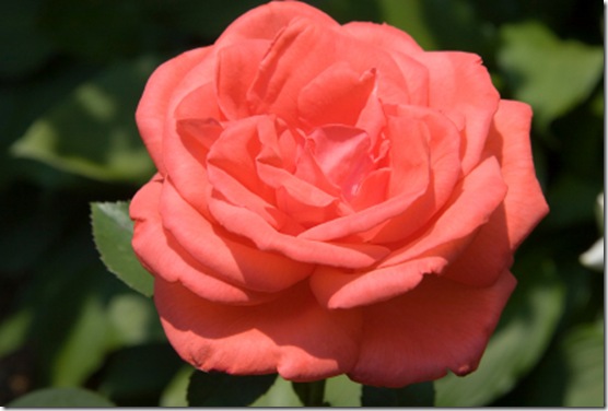 coral tea rose