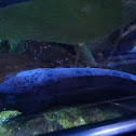 Wolf eel