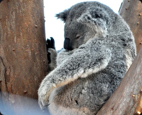 koala01