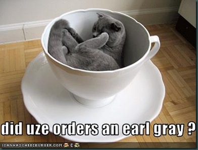 funny-pictures-cat-is-in-teacup