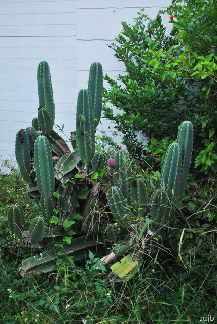 [cactus[4].jpg]