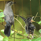 Gray catbird, parents tending fledgling