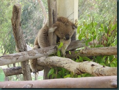 a sleepy koala bear gan garoo 2