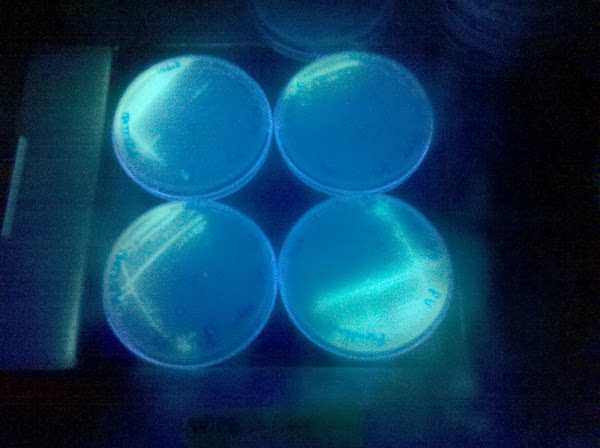 Fluorescent Pseudomonads | Project Noah