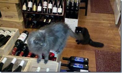Wine cats