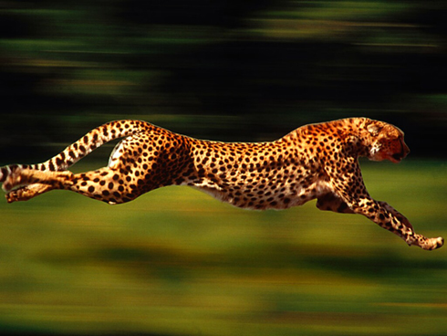 Quickest/Fastest Animals on the Planet