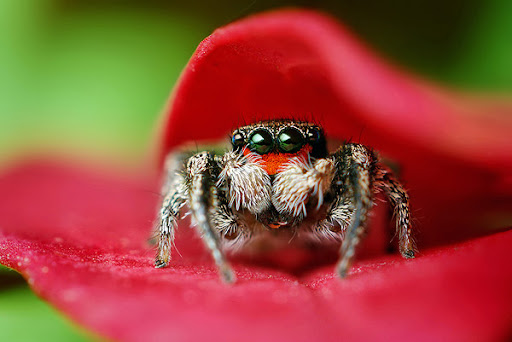 Forum Image: http://lh5.ggpht.com/_dlkAw43cLC0/SfsGM0ySkTI/AAAAAAAAEo8/ovCpSRZFMdM/Jumping-Spider-Goes-to-a-Photo-Session-spider6.jpg