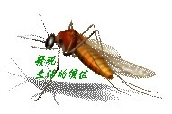 mosquito01