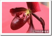 Tainan_orchid01s