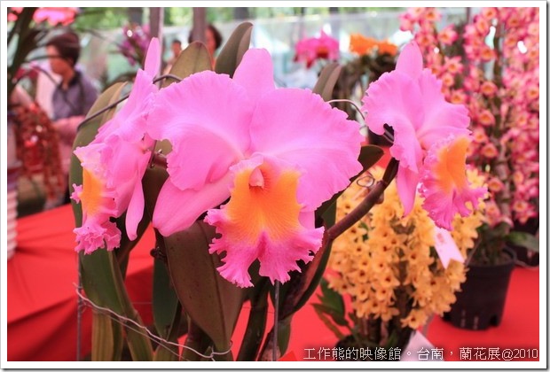 Tainan_orchid21