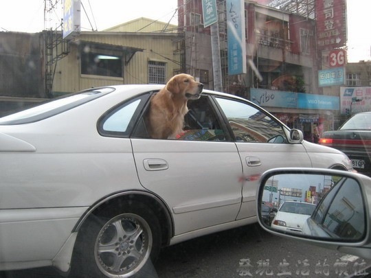[dog_in_car01[2].jpg]