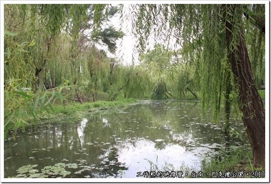 巴克禮紀念公園，小溪的兩岸種滿的柳樹，清風徐徐，搖曳生姿！