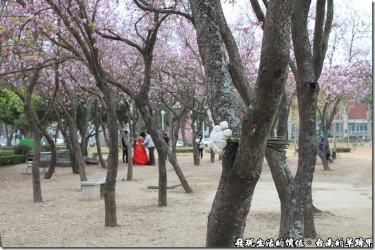 這是在台南公園拍攝的「羊蹄甲」，剛好有一對新人在拍攝婚紗。