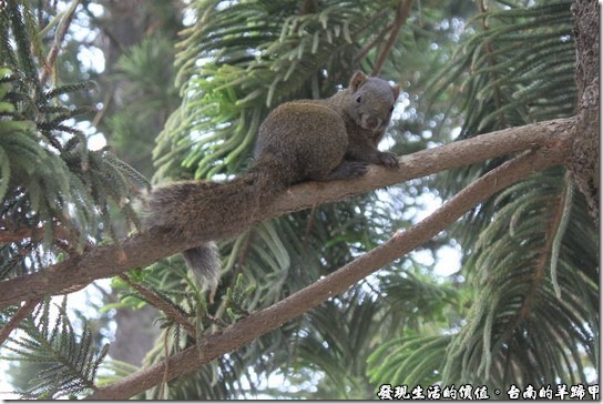 台南公園這裡有好多的松鼠，三五成群的在樹枝間跳躍，不時還會跑下地面覓食。