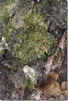 tree moss