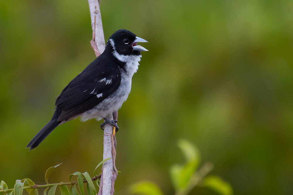 White-naped Seedeater