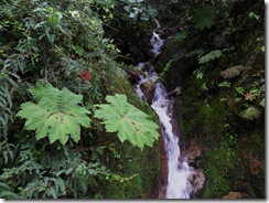 Leaf Waterfall