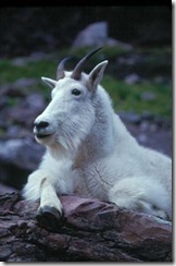 GNP_mountain_goat2_sm