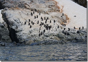 Penguins Nicholas Bay