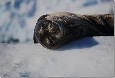 Leo Seal