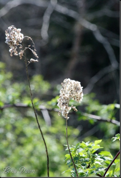 CH_Ironweed_Heads_Spring
