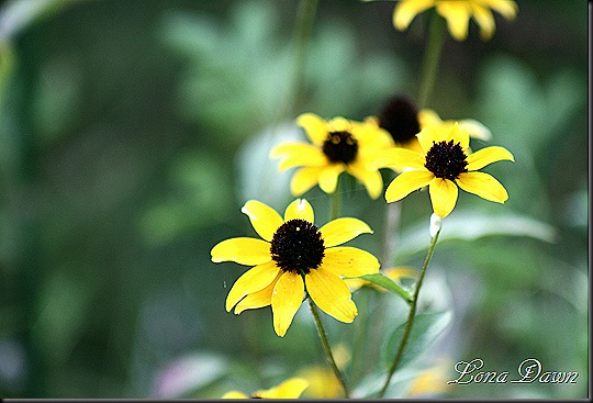 CC_BrowneyedSusans2