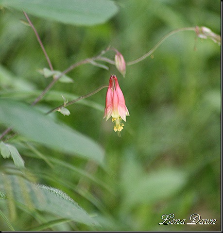 CF_WildColumbine2_May14