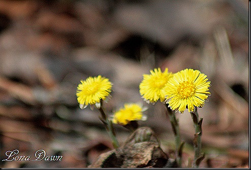 OMC_Coltsfoot2