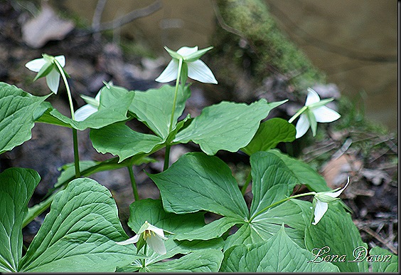 CH_Trilliums2