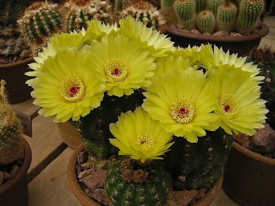 Cactus%20I.jpg