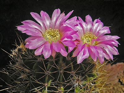 Cactus%20I.I%20jpg.jpg