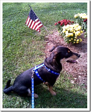 patriotic pup