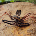 Tailless whip scorpion