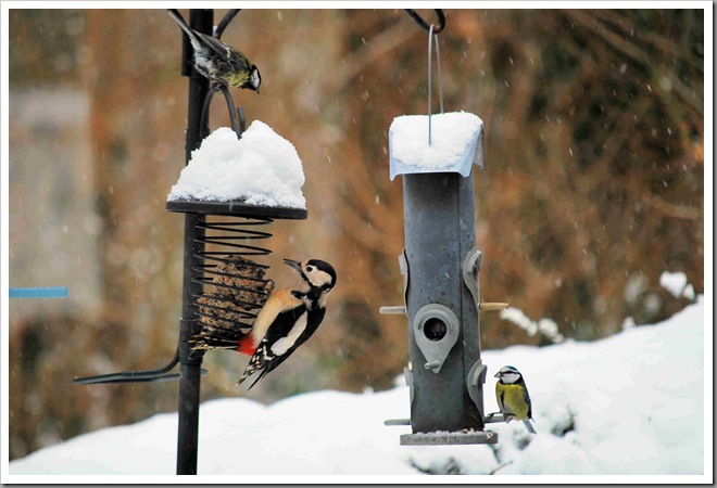 Female woodpecker and blue tit