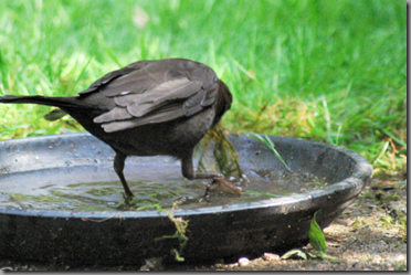 Female blackbird soaking building material
