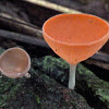 Wine glass mushroom