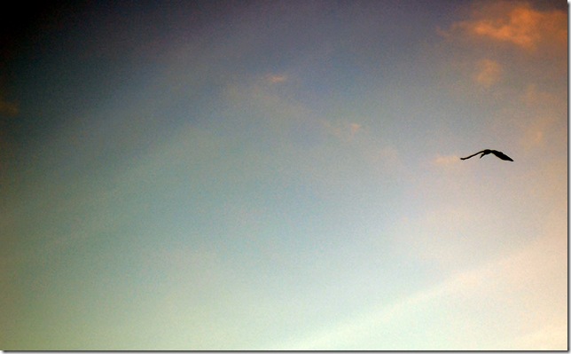 crested crane.hemel&aarde