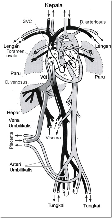 Sistem Kardio Vaskular