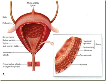 Anatomi Vesica Urinaria1